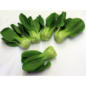 Shanghai Pak Choi mini, frisch im Angebot
