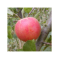 Obst, Kräuter & Gemüse - Apfel »Cox Orange« Busch im Angebot