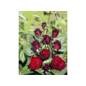 Rosen - Duftrose »Barkarole« 3 Pflanzen im Angebot