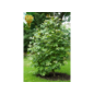 Ziergehölze, Kletter- & Heckenpflanzen - Amerikanischer Tulpenbaum im Angebot