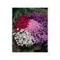 winterharte Stauden - Staude Aster dumosus Kissenaster im Angebot