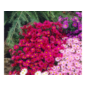 winterharte Stauden - Staude Aster dumosus Kissenaster im Angebot
