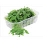 Rucola im Angebot